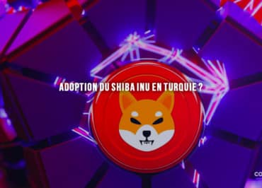 Adoption Du Shiba Inu En Turquie ? - Shiba Inu