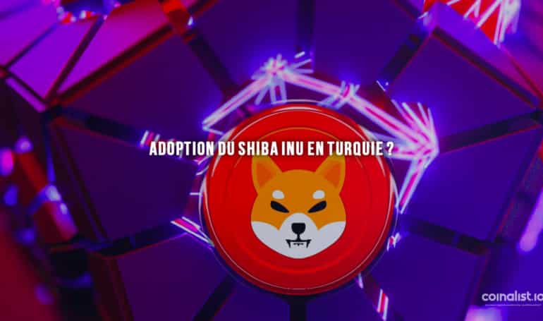Adoption Du Shiba Inu En Turquie ? - Shiba Inu